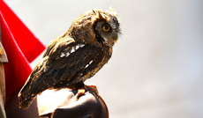 Choliba-Kreischeule (05).jpg